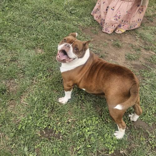 Enlarge Sweet Potato, a Adoptable mixed breed in Austin, TX image 1/5