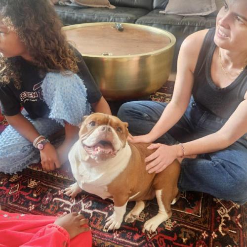 Enlarge Sweet Potato, a Adoptable mixed breed in Austin, TX image 2/5