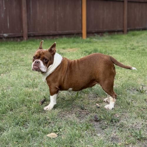 Enlarge Sweet Potato, a Adoptable mixed breed in Austin, TX image 3/5