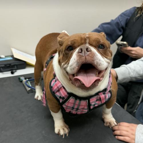 Enlarge Sweet Potato, a Adoptable mixed breed in Austin, TX image 4/5