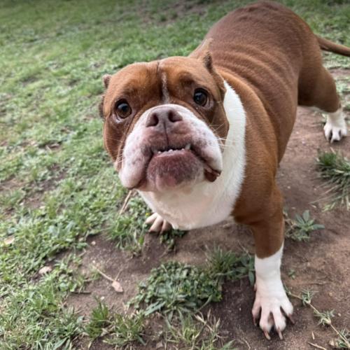 Enlarge Sweet Potato, a Adoptable mixed breed in Austin, TX image 5/5