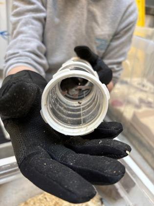 Alabama, Adoptable, Adult Male Mouse.