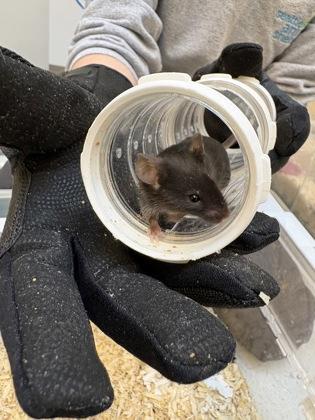Enlarge Alabama, a Adoptable Mouse in Bellevue, WA image 2/2