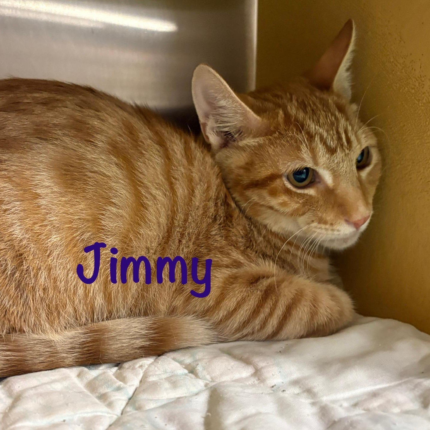 Enlarge Jimmy (call 602-692-1499 to meet Jimmy), a Adoptable mixed breed in Phoenix, AZ image 2/3