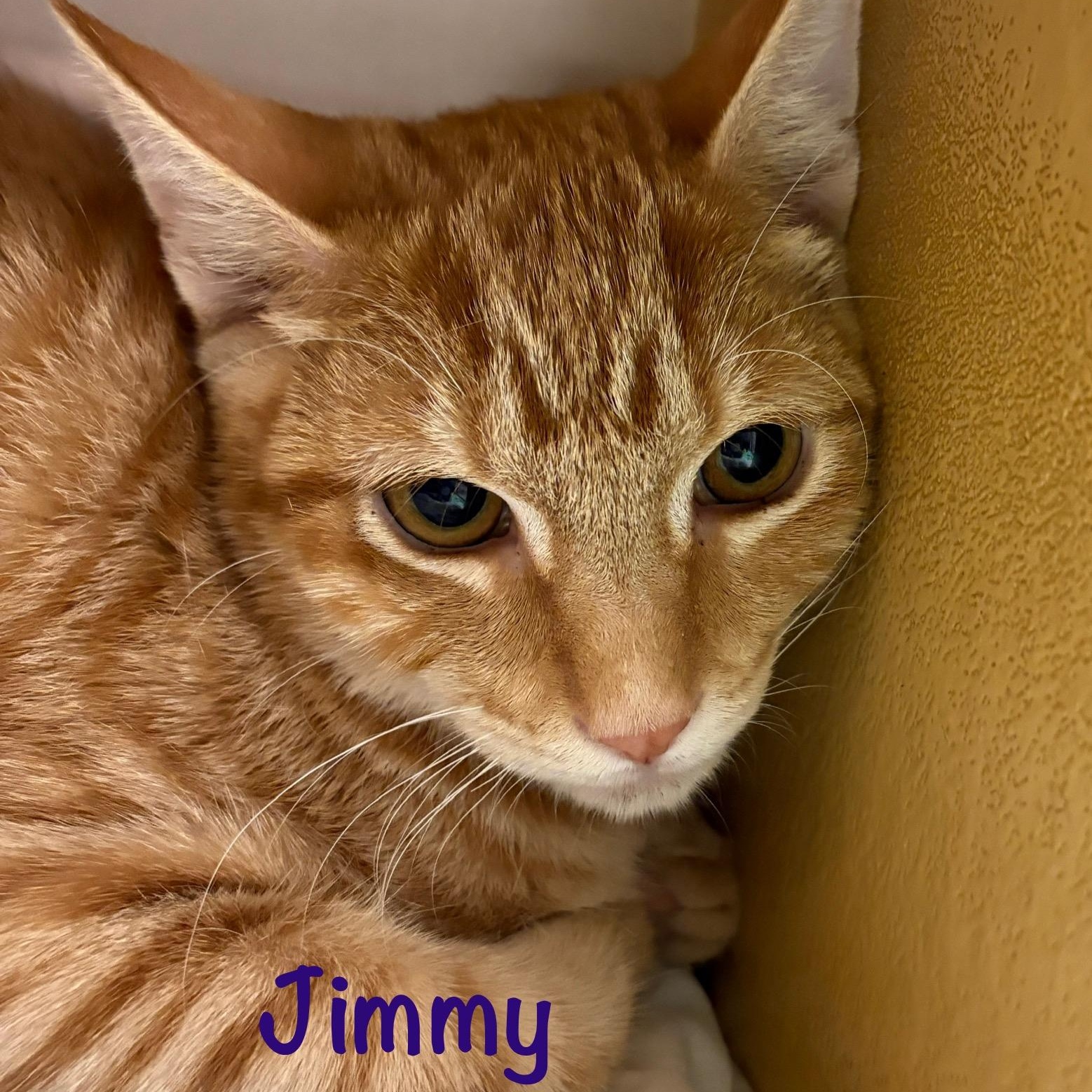 Enlarge Jimmy (call 602-692-1499 to meet Jimmy), a Adoptable mixed breed in Phoenix, AZ image 3/3