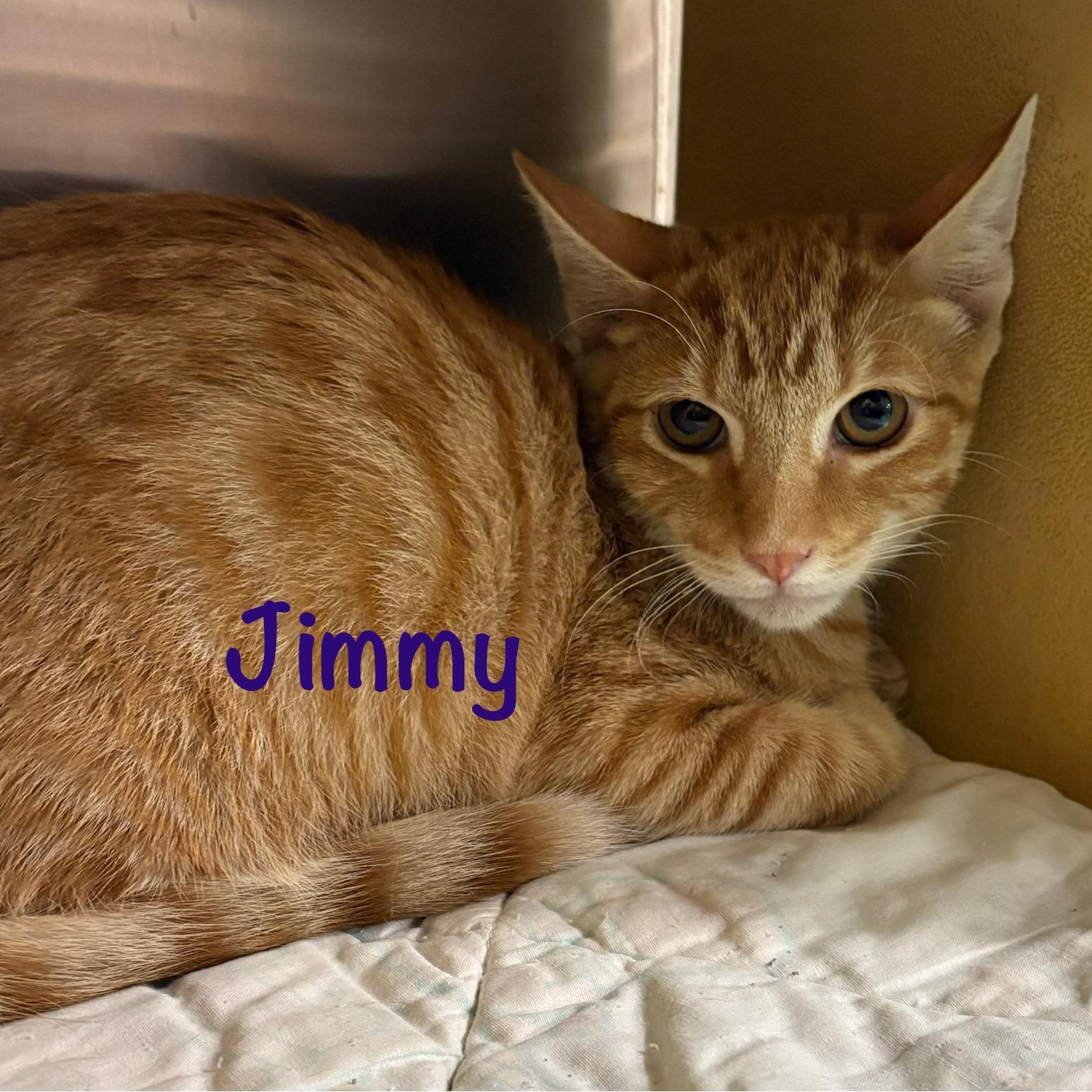 Jimmy (call 602-692-1499 to meet Jimmy), Adoptable, Young Male Tabby.