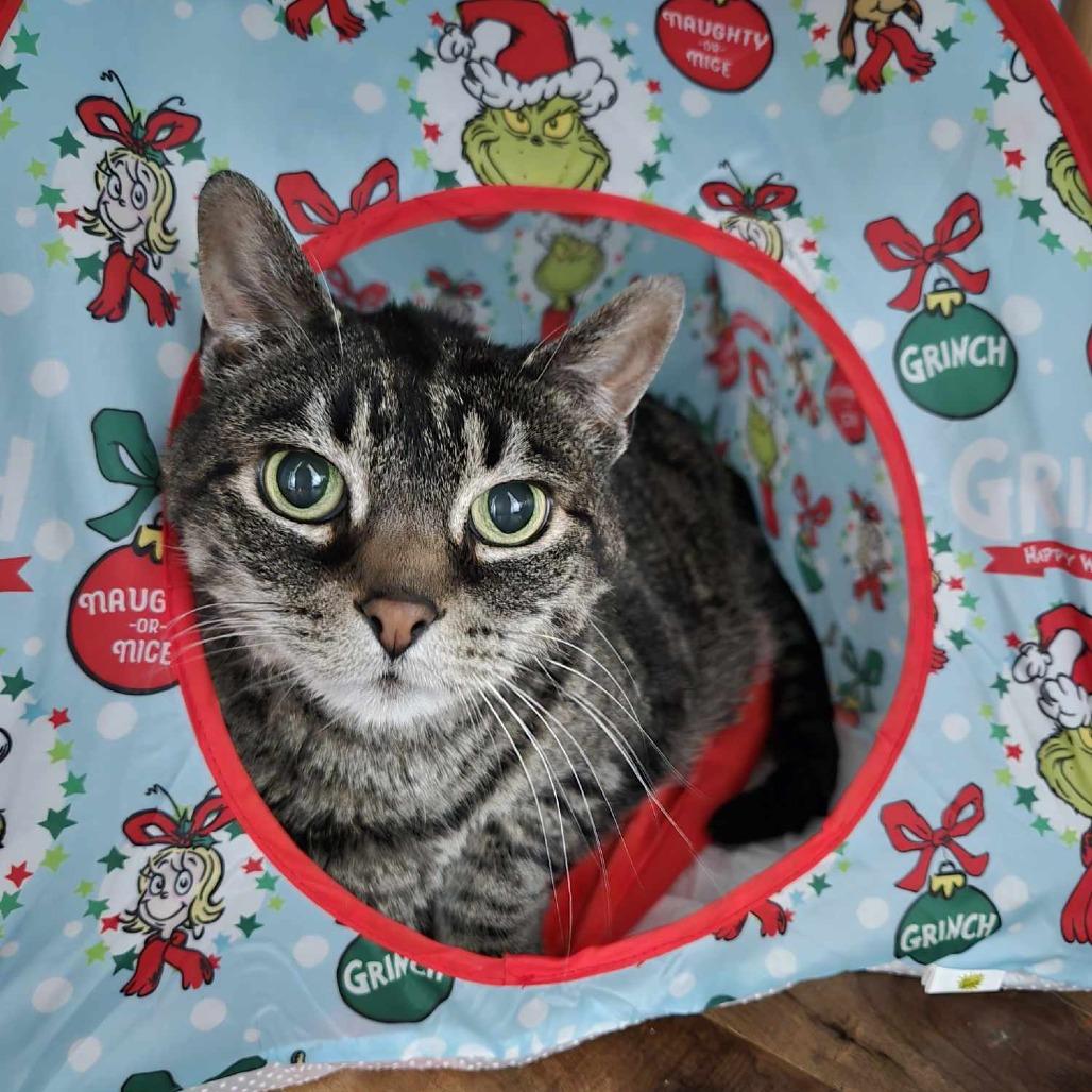 Enlarge King Louis, a Adoptable Domestic Short Hair in West Jordan, UT image 1/1