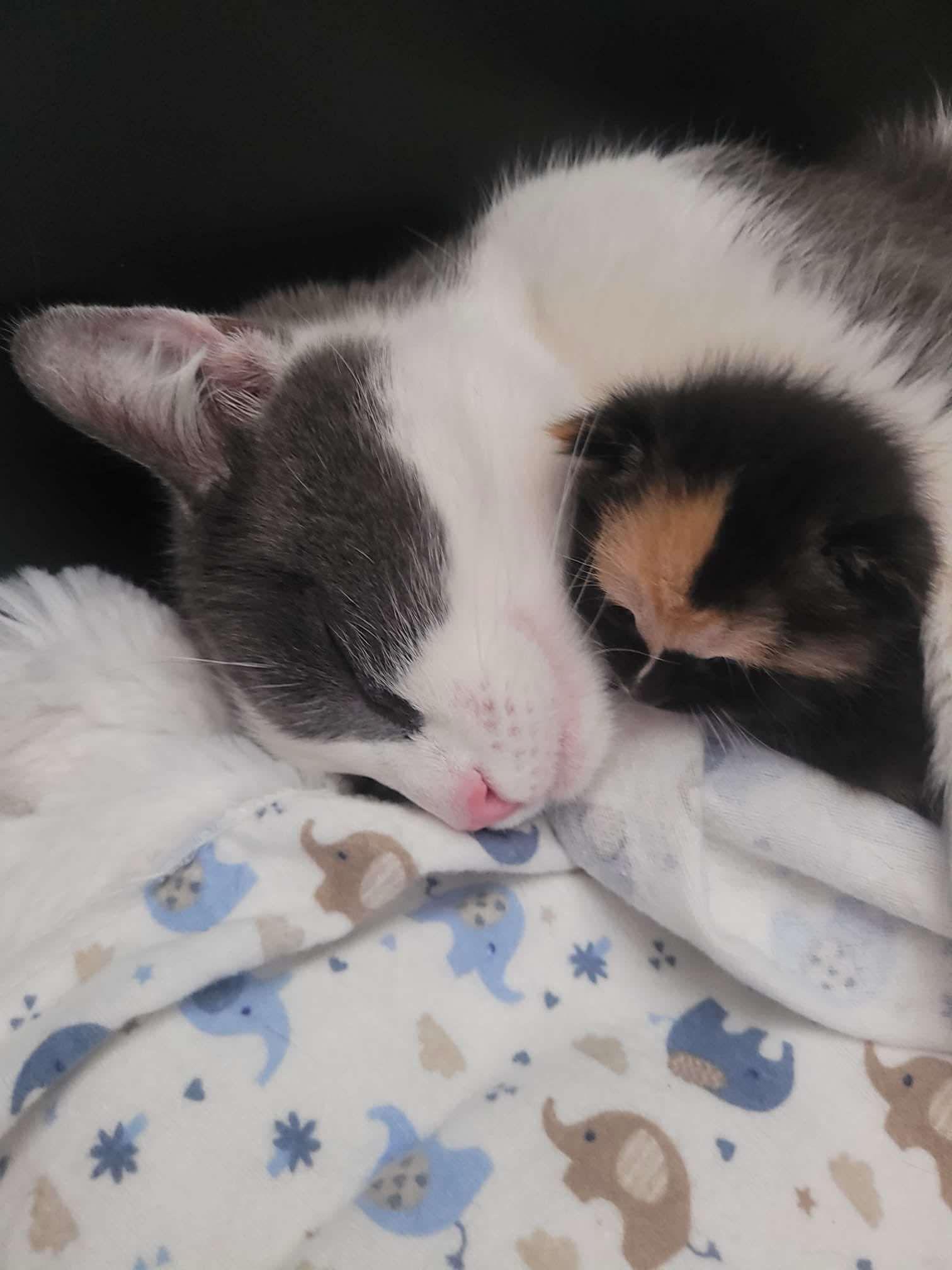 Lucy, a Adoptable American Shorthair in Brooklyn, NY image 2/4