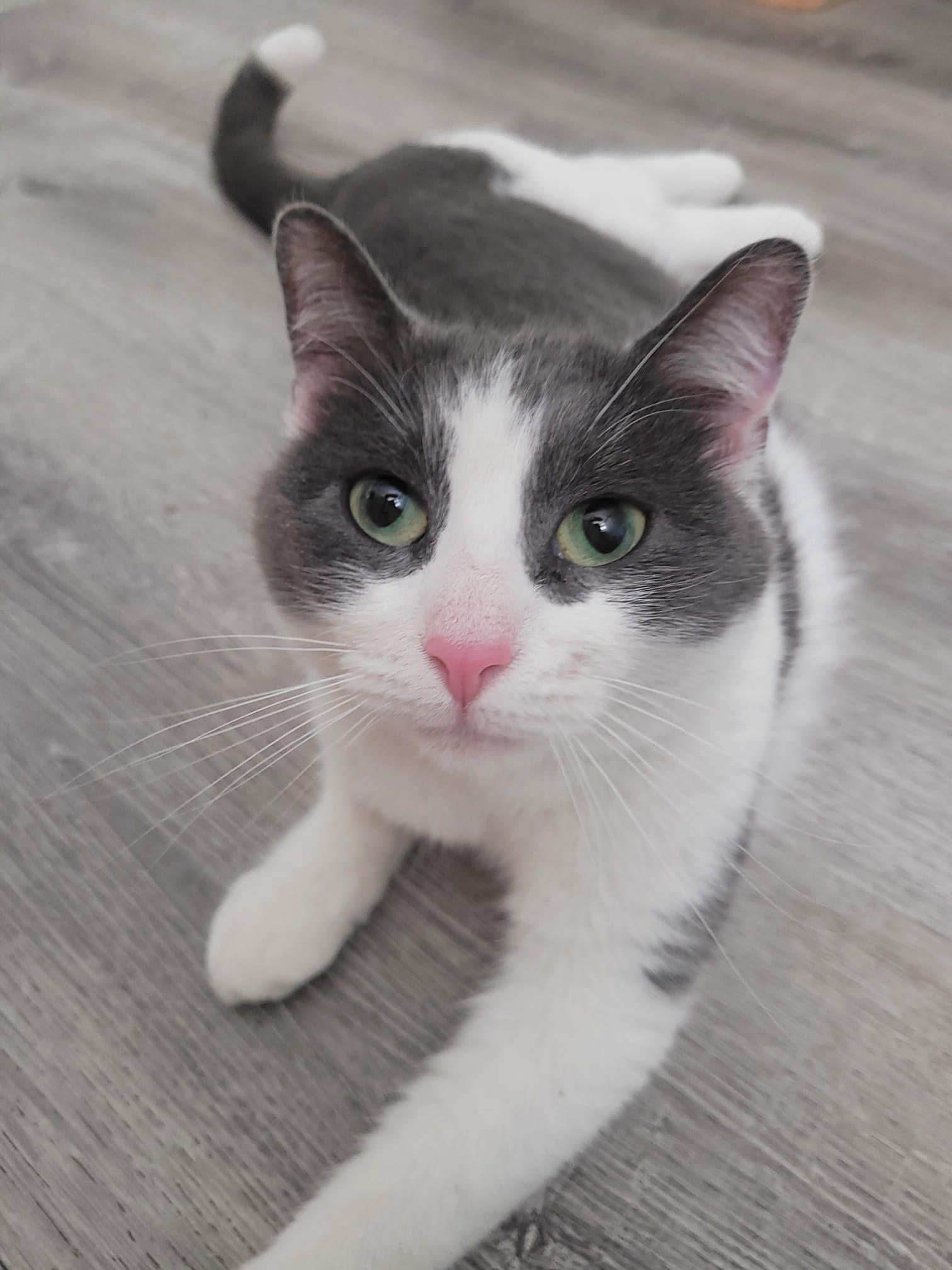 Lucy, a Adoptable American Shorthair in Brooklyn, NY image 3/4