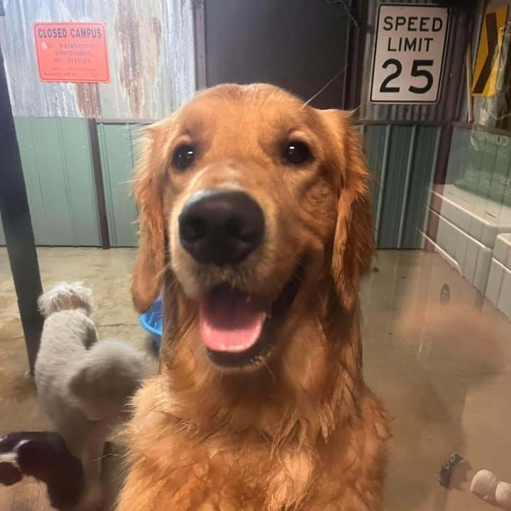Enlarge Meeko (20260403-06), an adopted Golden Retriever in Niagara on the Lake, ON image 5/5