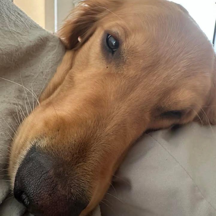 Enlarge Meeko (20260403-06), an adopted Golden Retriever in Niagara on the Lake, ON image 4/5