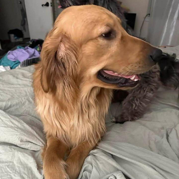 Enlarge Meeko (20260403-06), an adopted Golden Retriever in Niagara on the Lake, ON image 3/5