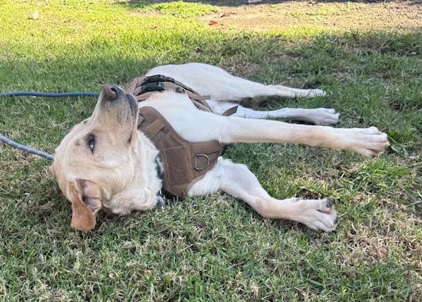 Enlarge Whiskey - MEDICAL HOLD, a Adoptable Labrador Retriever in Los Angeles, CA image 3/6
