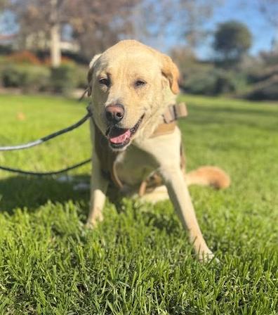 Enlarge Whiskey - MEDICAL HOLD, a Adoptable Labrador Retriever in Los Angeles, CA image 4/6