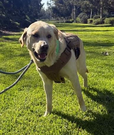 Enlarge Whiskey - MEDICAL HOLD, a Adoptable Labrador Retriever in Los Angeles, CA image 6/6