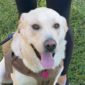 Enlarge Whiskey - MEDICAL HOLD, a Adoptable Labrador Retriever in Los Angeles, CA image 1/6