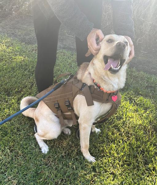 Enlarge Whiskey - MEDICAL HOLD, a Adoptable Labrador Retriever in Los Angeles, CA image 2/6