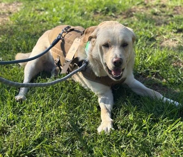 Enlarge Whiskey - MEDICAL HOLD, a Adoptable Labrador Retriever in Los Angeles, CA image 5/6