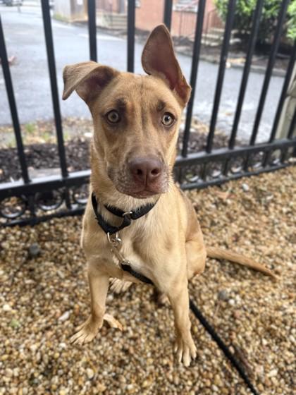 Ansley, Adoptable, Puppy Female Pit Bull Terrier & Mixed Breed.