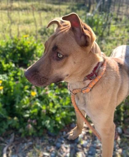 Enlarge Ansley, a Adoptable mixed breed in Washington, DC image 1/3