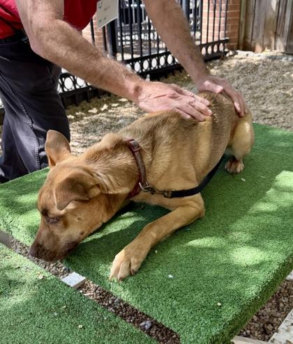 Enlarge Ansley, a Adoptable mixed breed in Washington, DC image 2/3