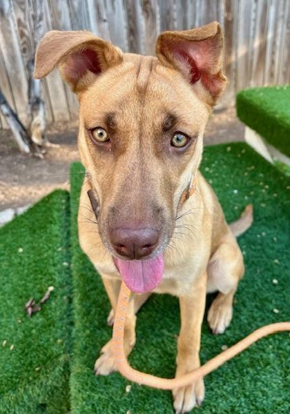 Enlarge Ansley, a Adoptable mixed breed in Washington, DC image 3/3