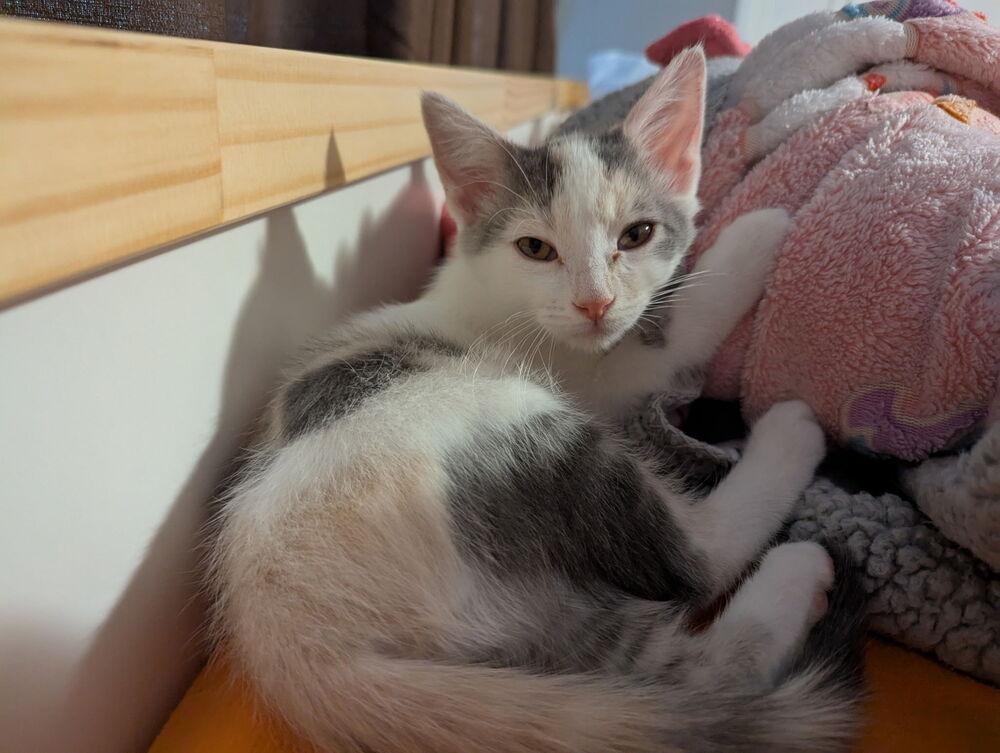 Enlarge Gem, a Adoptable Domestic Short Hair in McPherson, KS image 1/6