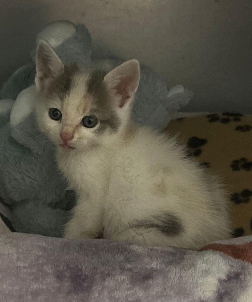 Enlarge Gem, a Adoptable Domestic Short Hair in McPherson, KS image 2/6