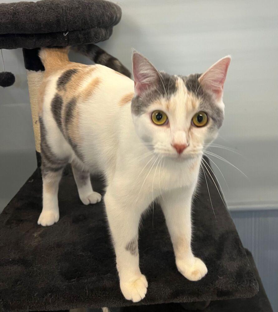 Enlarge Gem, a Adoptable Domestic Short Hair in McPherson, KS image 4/6