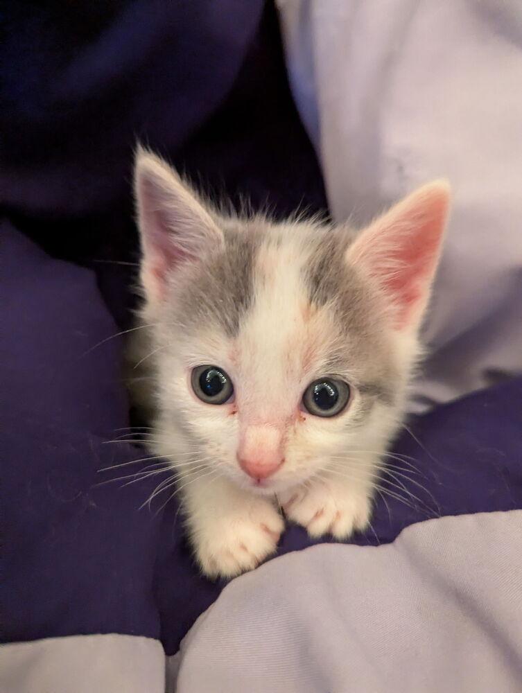 Enlarge Gem, a Adoptable Domestic Short Hair in McPherson, KS image 5/6