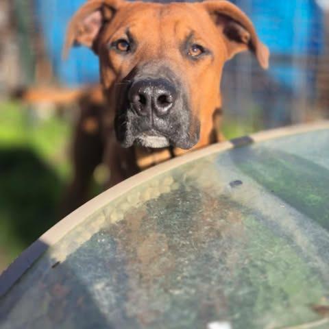 Enlarge Duke, a Adoptable mixed breed in Dover, AR image 1/3