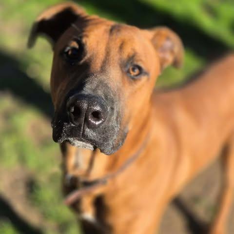 Enlarge Duke, a Adoptable mixed breed in Dover, AR image 2/3