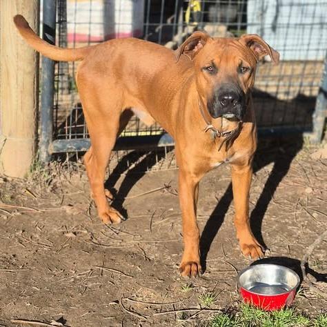 Enlarge Duke, a Adoptable mixed breed in Dover, AR image 3/3