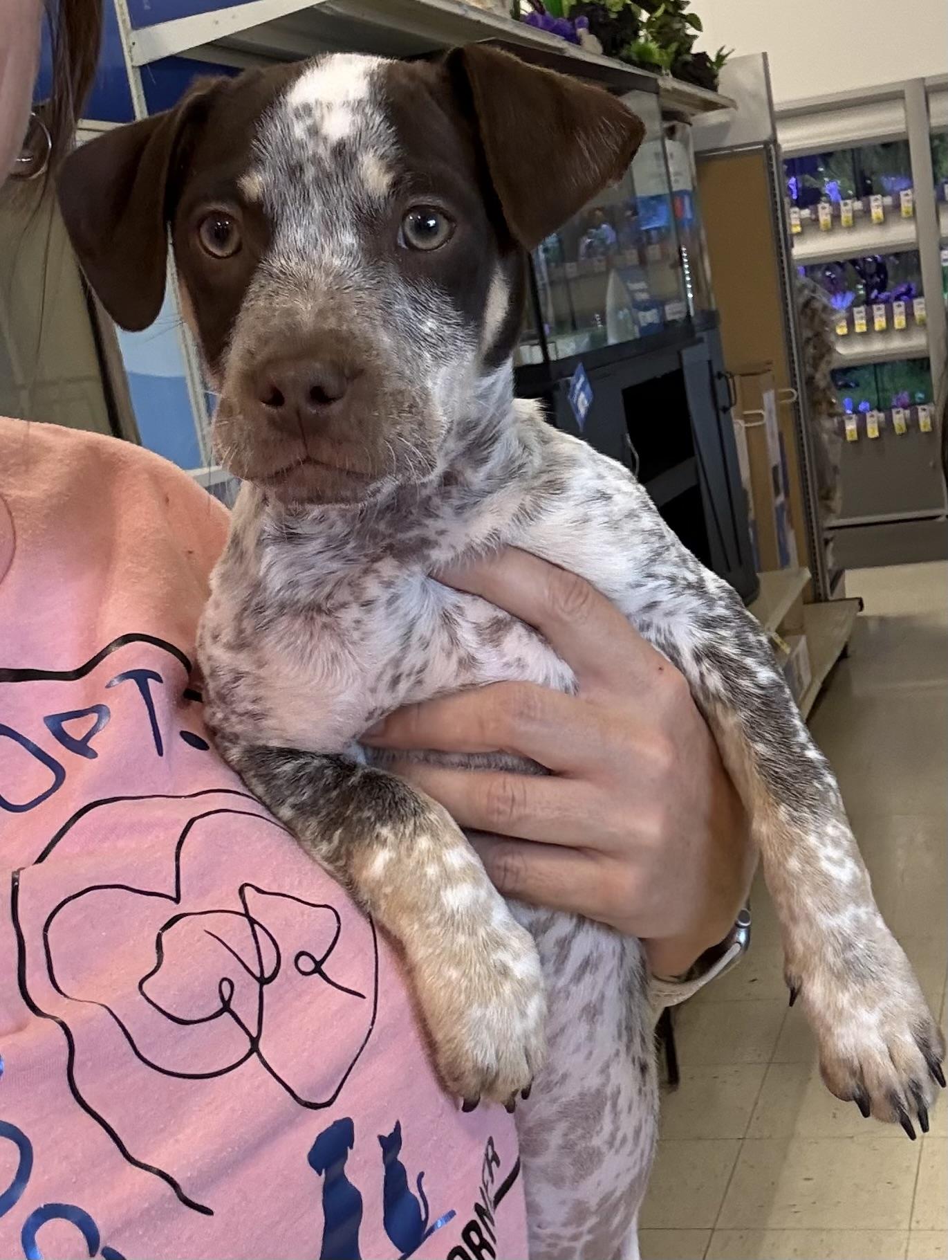 Duke, Adoptable, Puppy Male German Shorthaired Pointer.