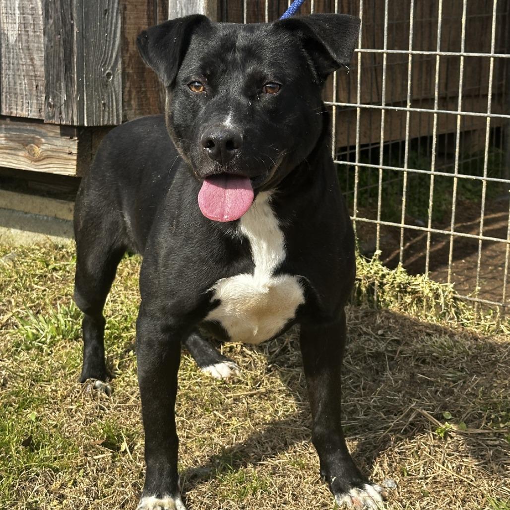 Thunder, adopted, Adult Male Pit Bull Terrier.