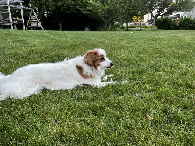 Enlarge Penny, a ADOPTABLE mixed breed in Marion, MA image 4/5