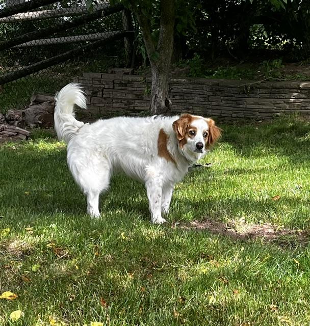 Enlarge Penny, a ADOPTABLE mixed breed in Marion, MA image 2/5