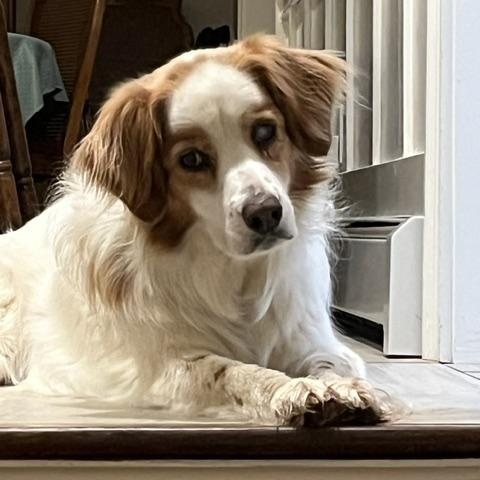 Penny, ADOPTABLE, Adult Female Spaniel.