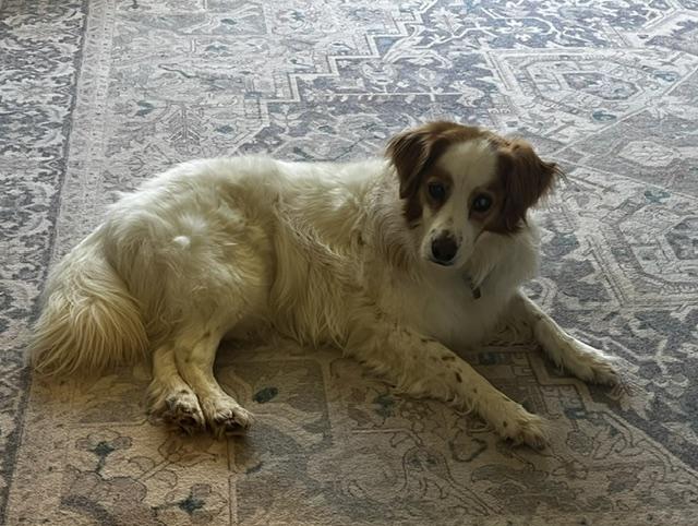 Enlarge Penny, a ADOPTABLE mixed breed in Marion, MA image 5/5