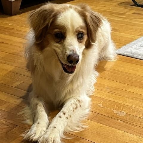 Enlarge Penny, a ADOPTABLE mixed breed in Marion, MA image 3/5