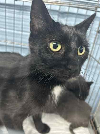 Enlarge Carol, a Adoptable Domestic Short Hair in Bartlesville, OK image 1/1