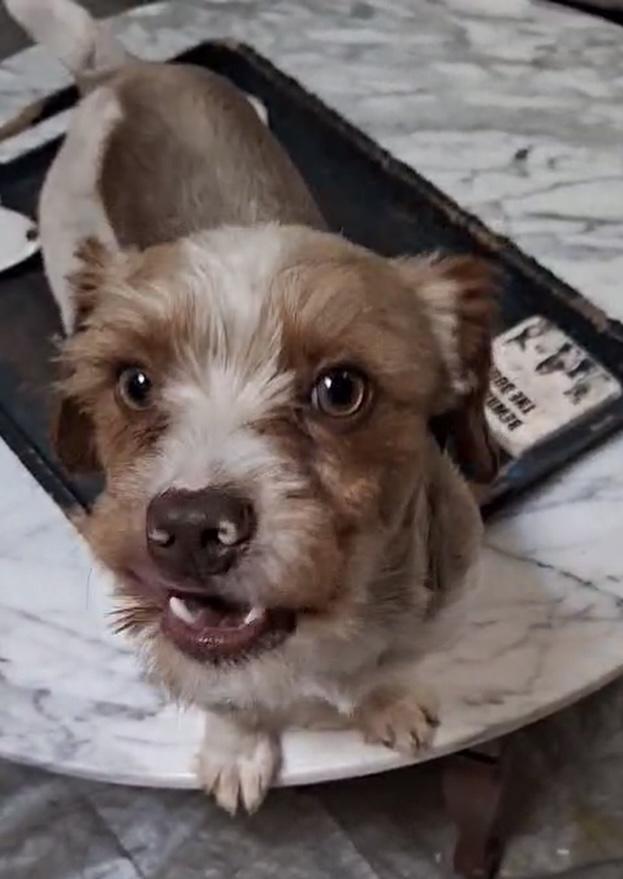 Milo photo 1