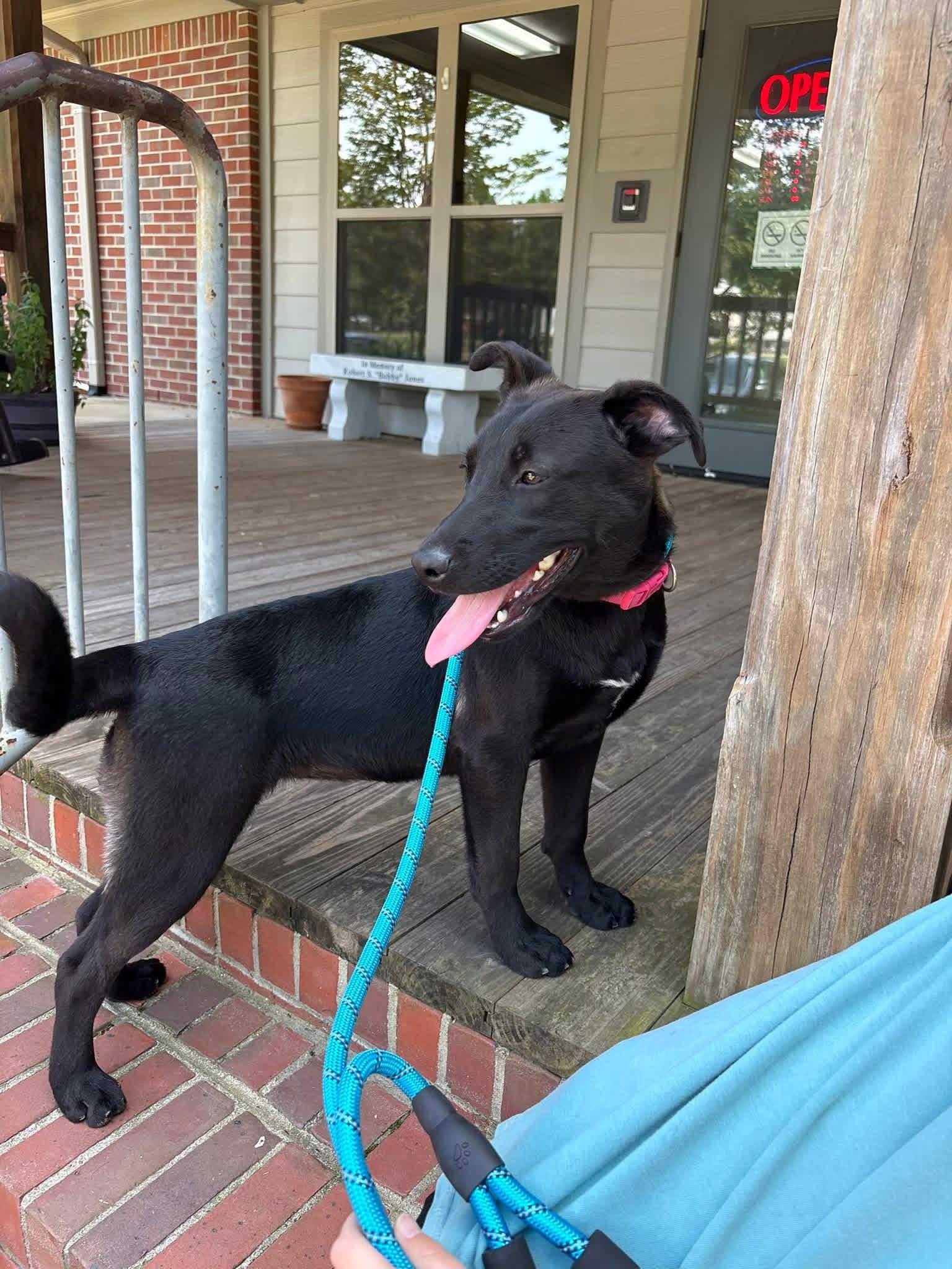 Foster Bridget!, a Adoptable mixed breed in Oswego, IL image 2/6