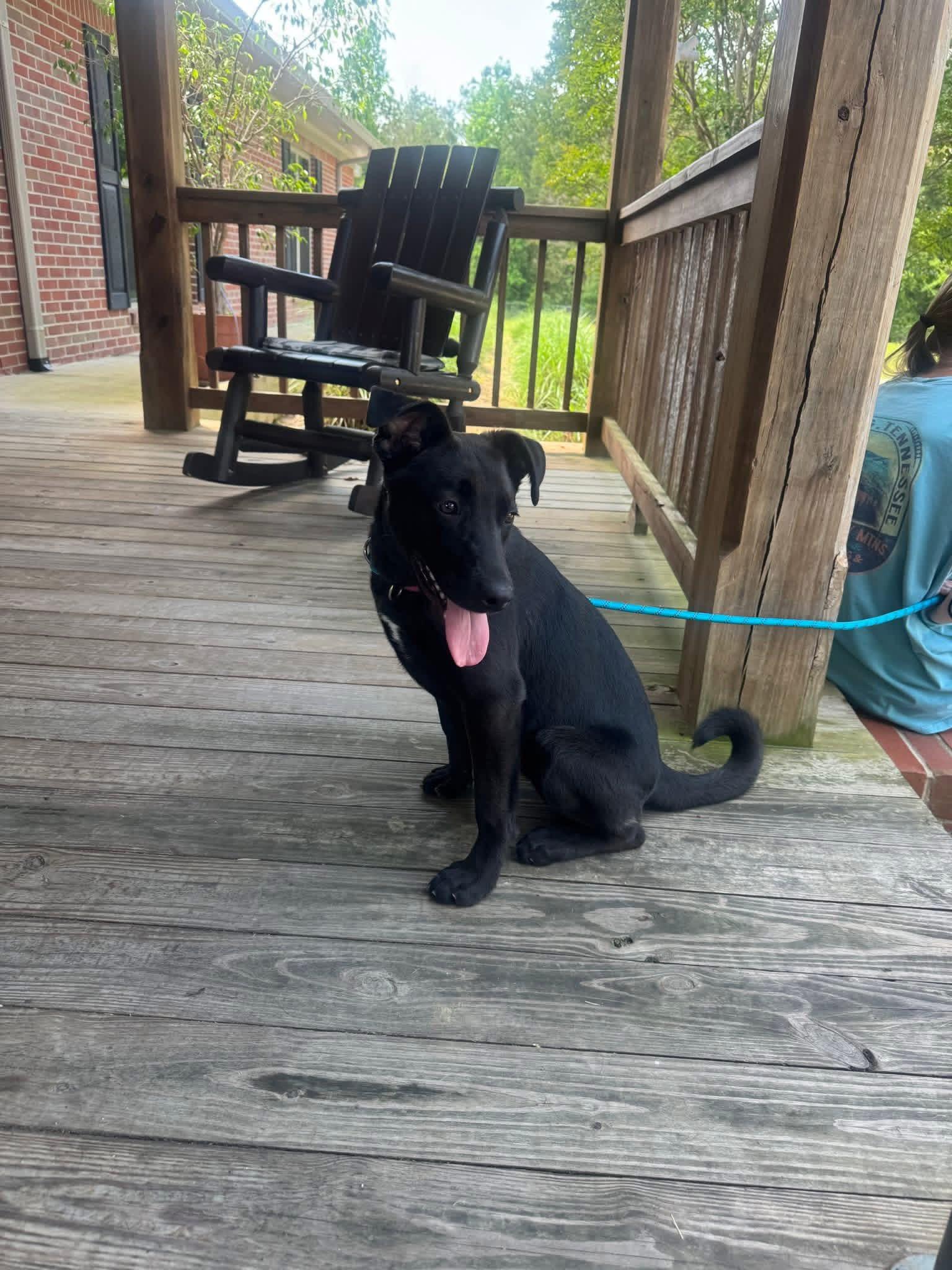 Foster Bridget!, a Adoptable mixed breed in Oswego, IL image 5/6