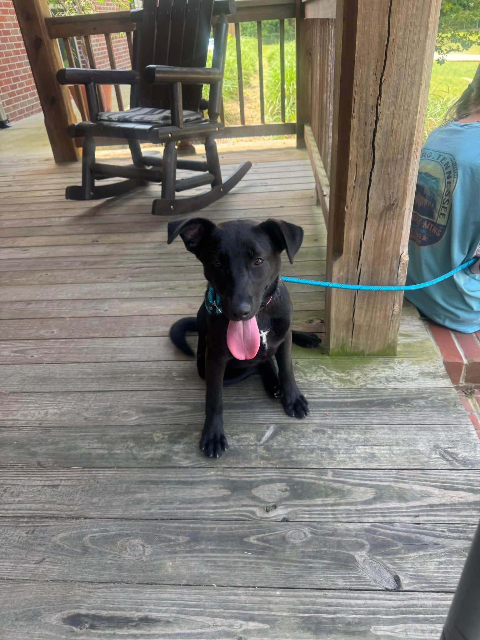 Foster Bridget!, a Adoptable mixed breed in Oswego, IL image 6/6