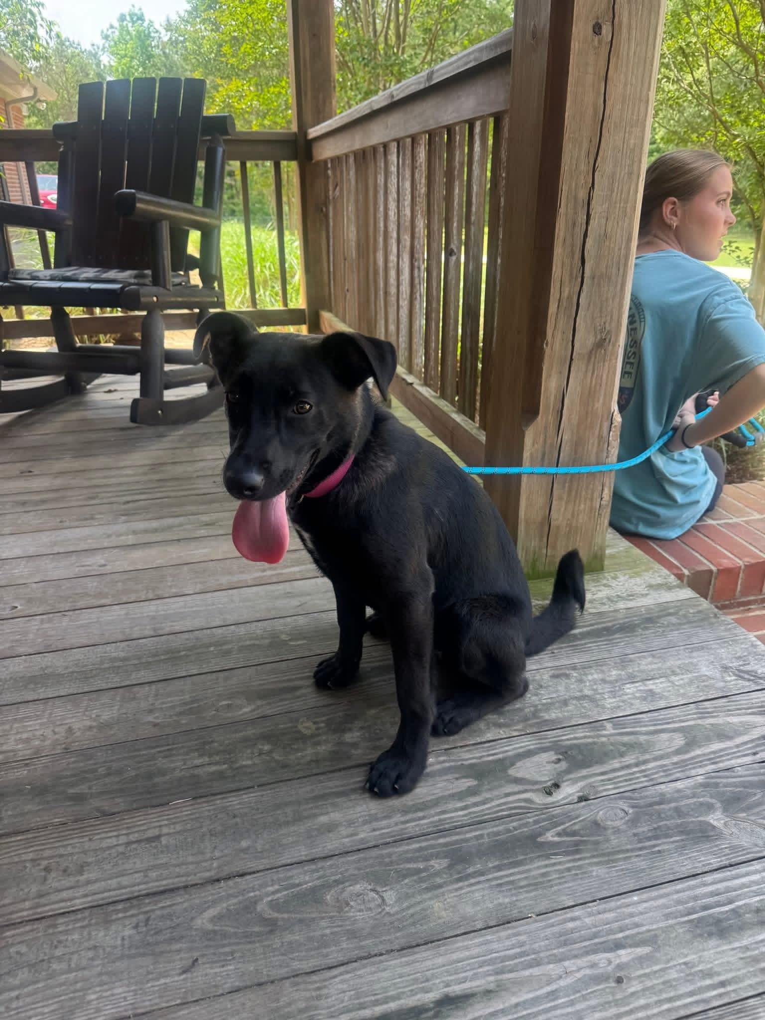 Foster Bridget!, a Adoptable mixed breed in Oswego, IL image 3/6