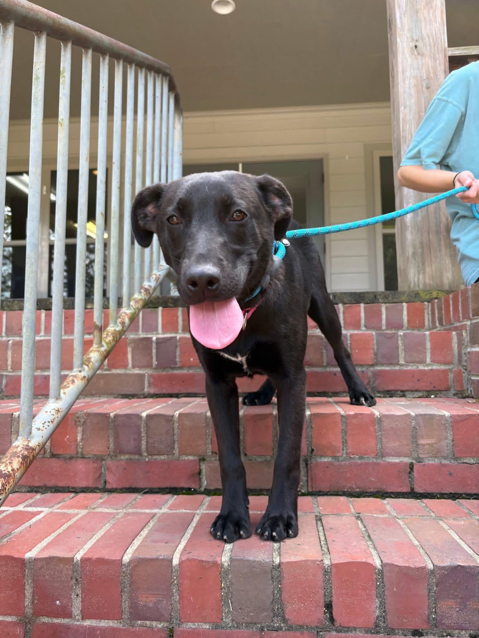 Foster Bridget!, Adoptable, Young Female Pit Bull Terrier.