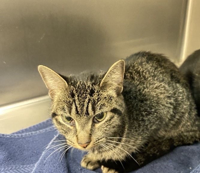 Enlarge Hyacinth, a Adoptable Domestic Short Hair in London, ON image 1/1