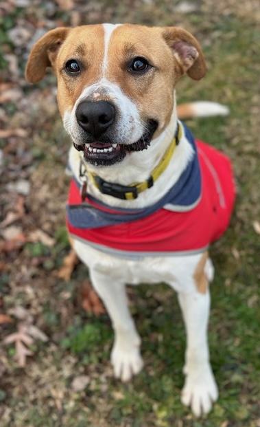 Enlarge Spice, a Adoptable mixed breed in Malvern, PA image 1/3