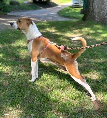Spice, Adoptable, Young Female Boxer & Mixed Breed.